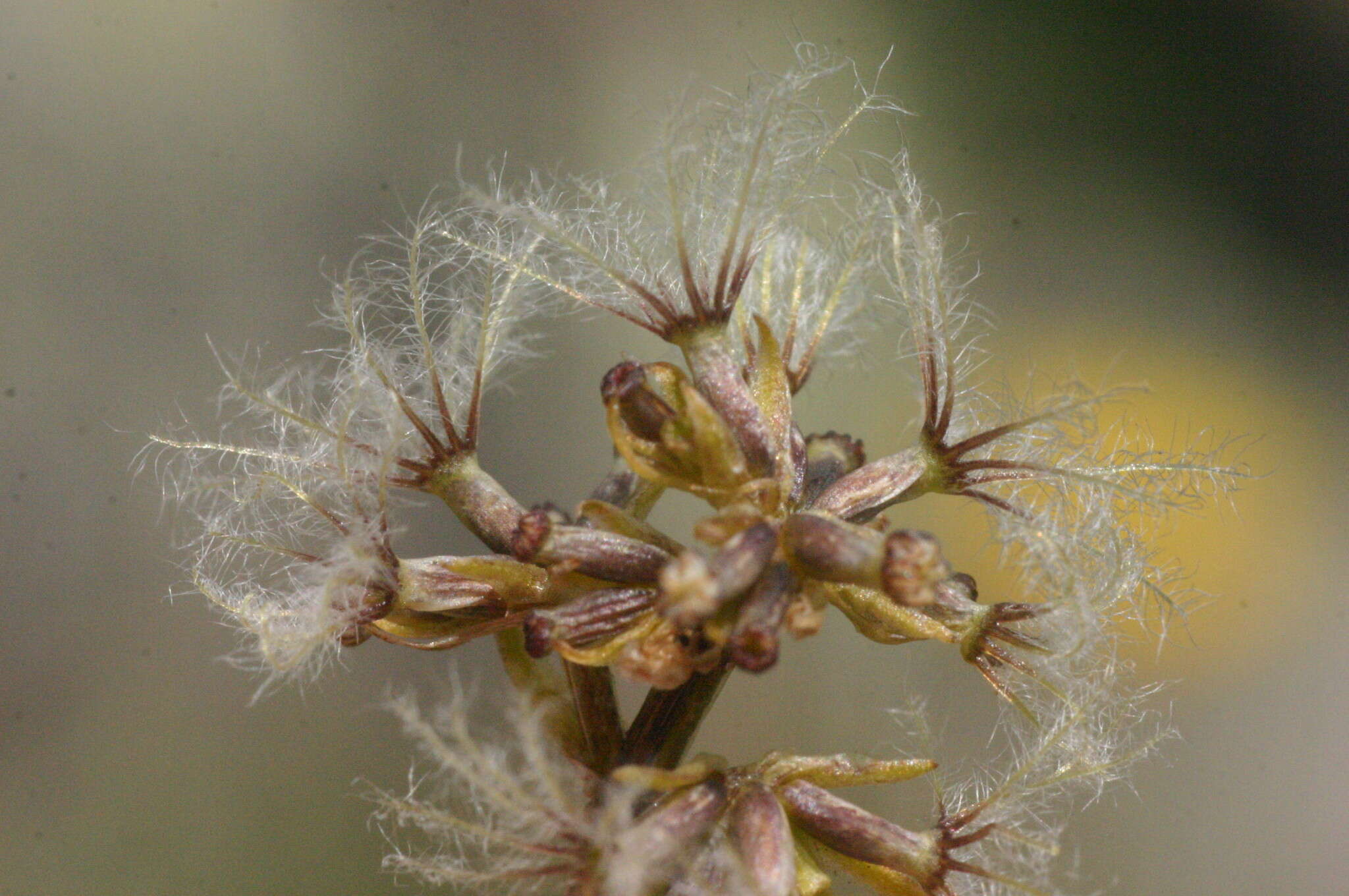 Image of Valeriana celtica L.