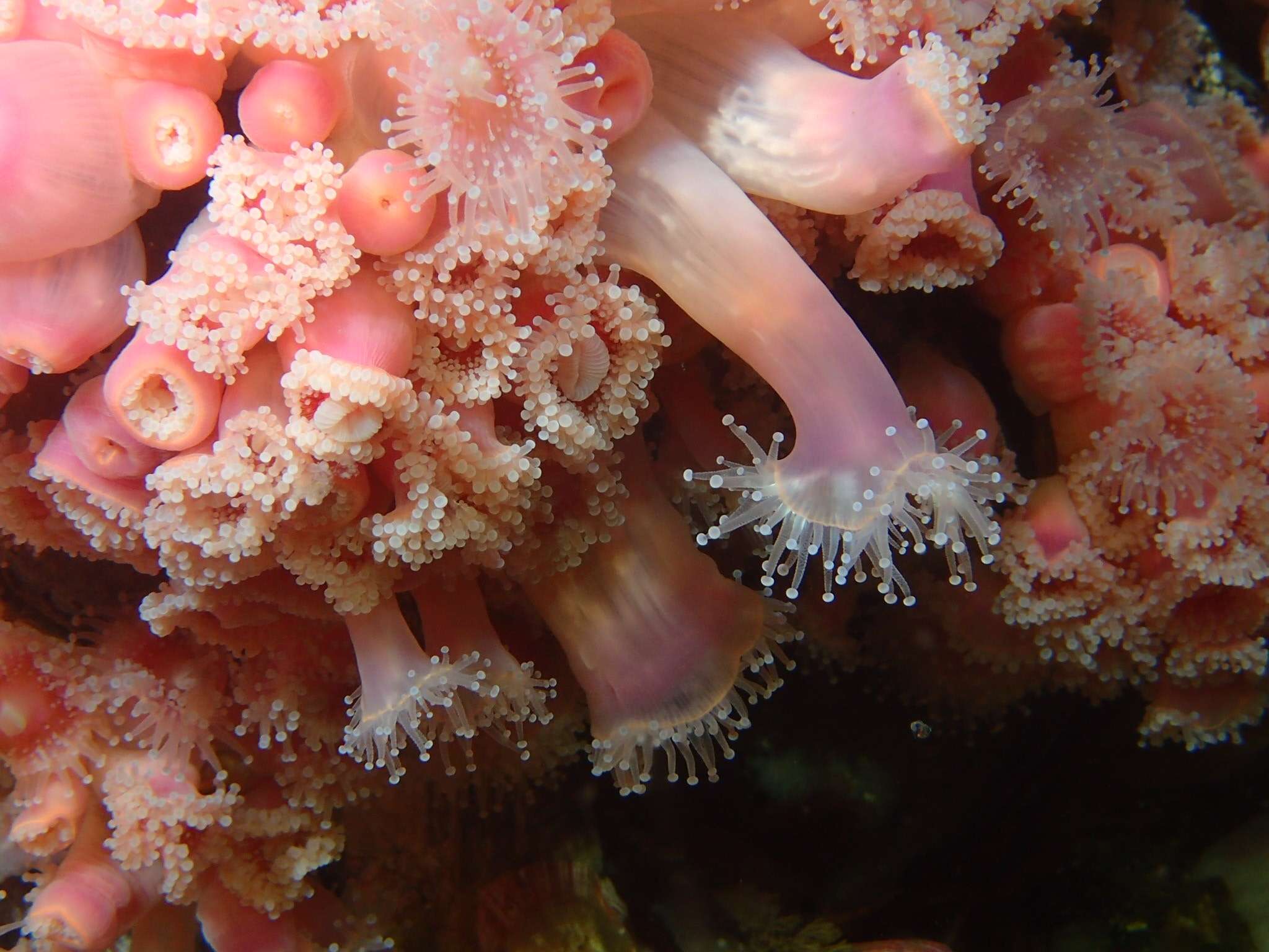 Image of Strawberry anemones