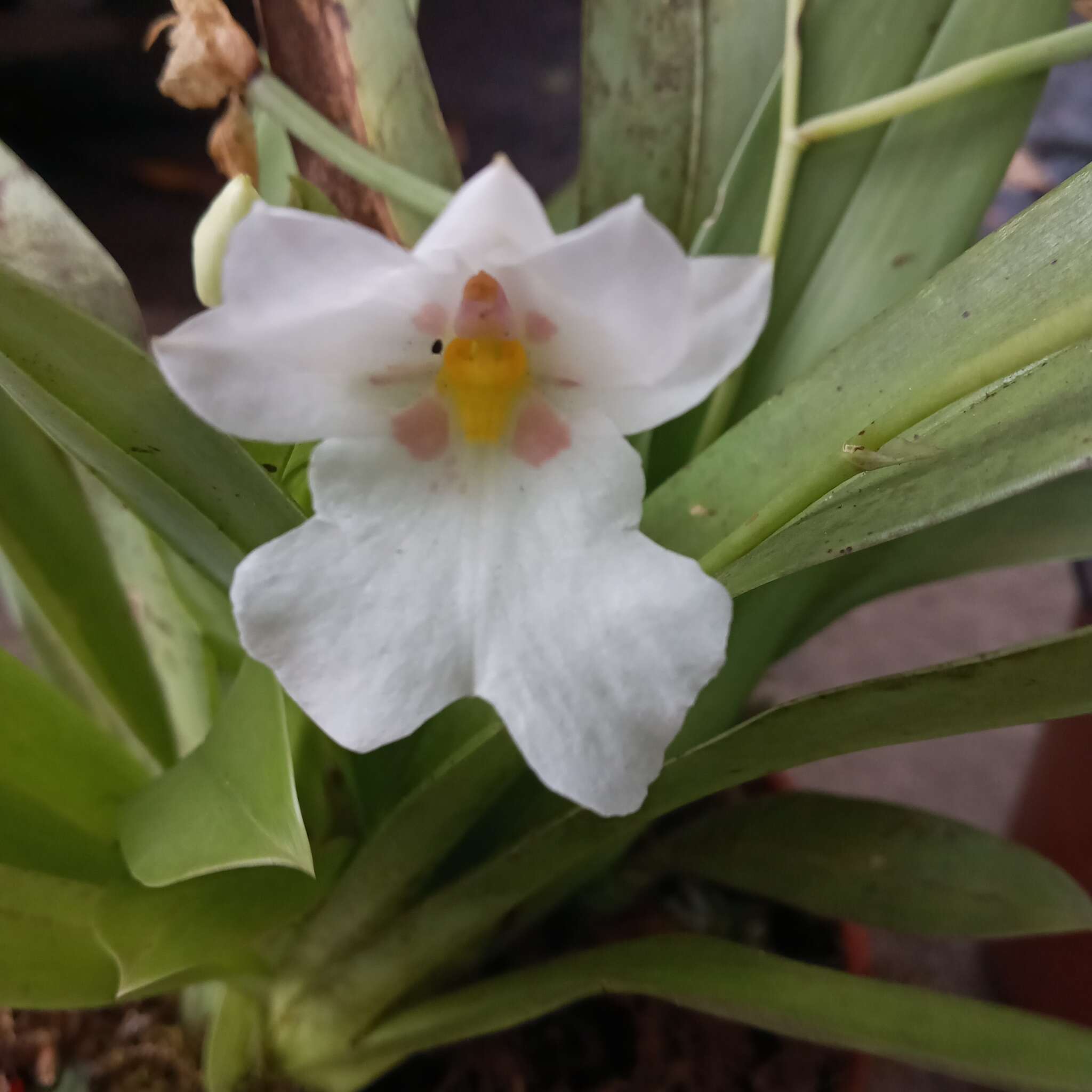 Image of Miltoniopsis warscewiczii (Rchb. fil.) Garay & Dunst.