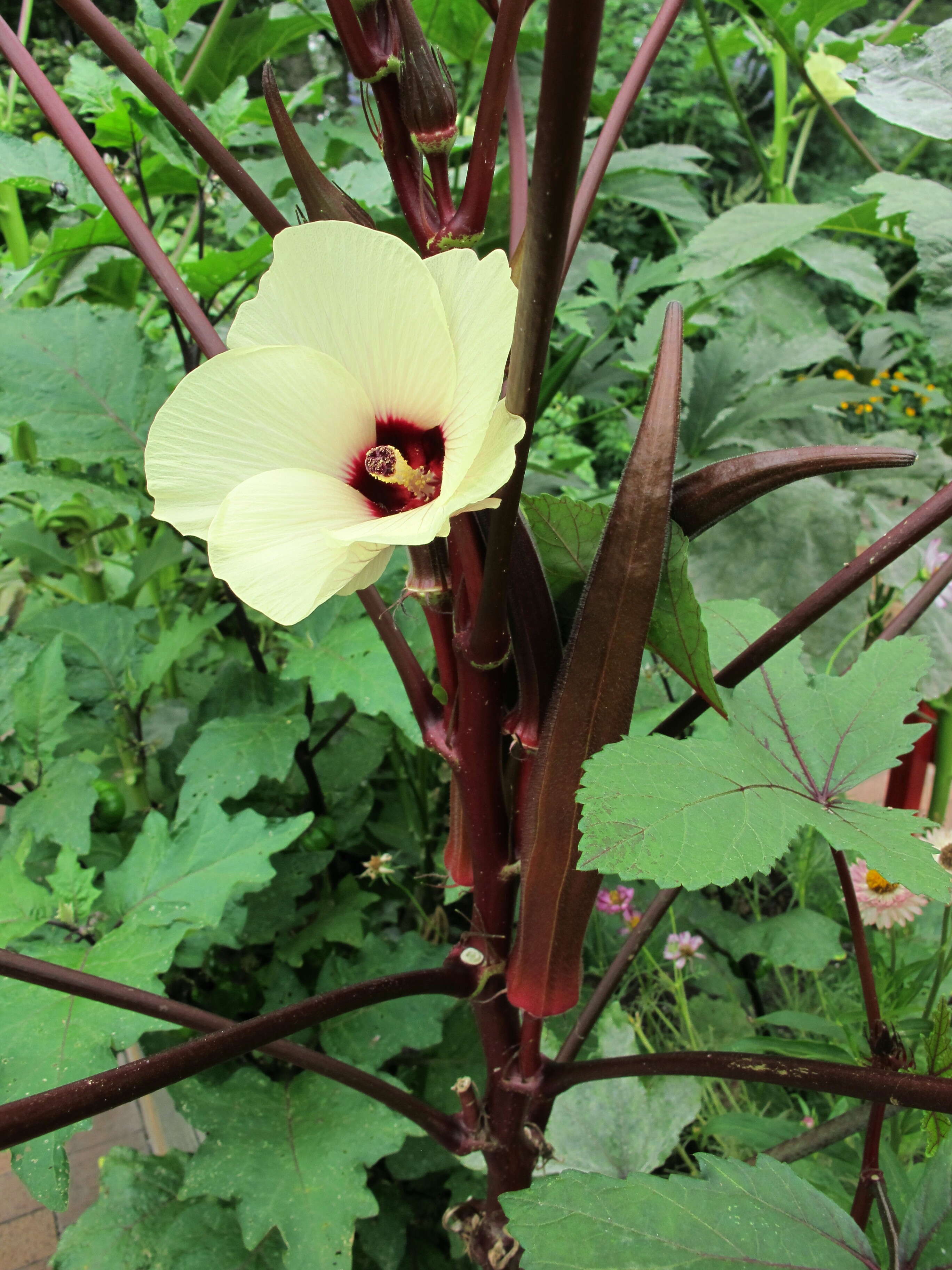 Image of okra