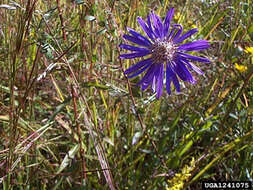 Image de Symphyotrichum georgianum (Alexander) G. L. Nesom