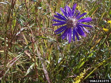 Image de Symphyotrichum georgianum (Alexander) G. L. Nesom