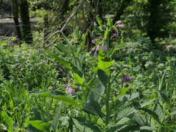 Image of Symphytum officinale subsp. officinale