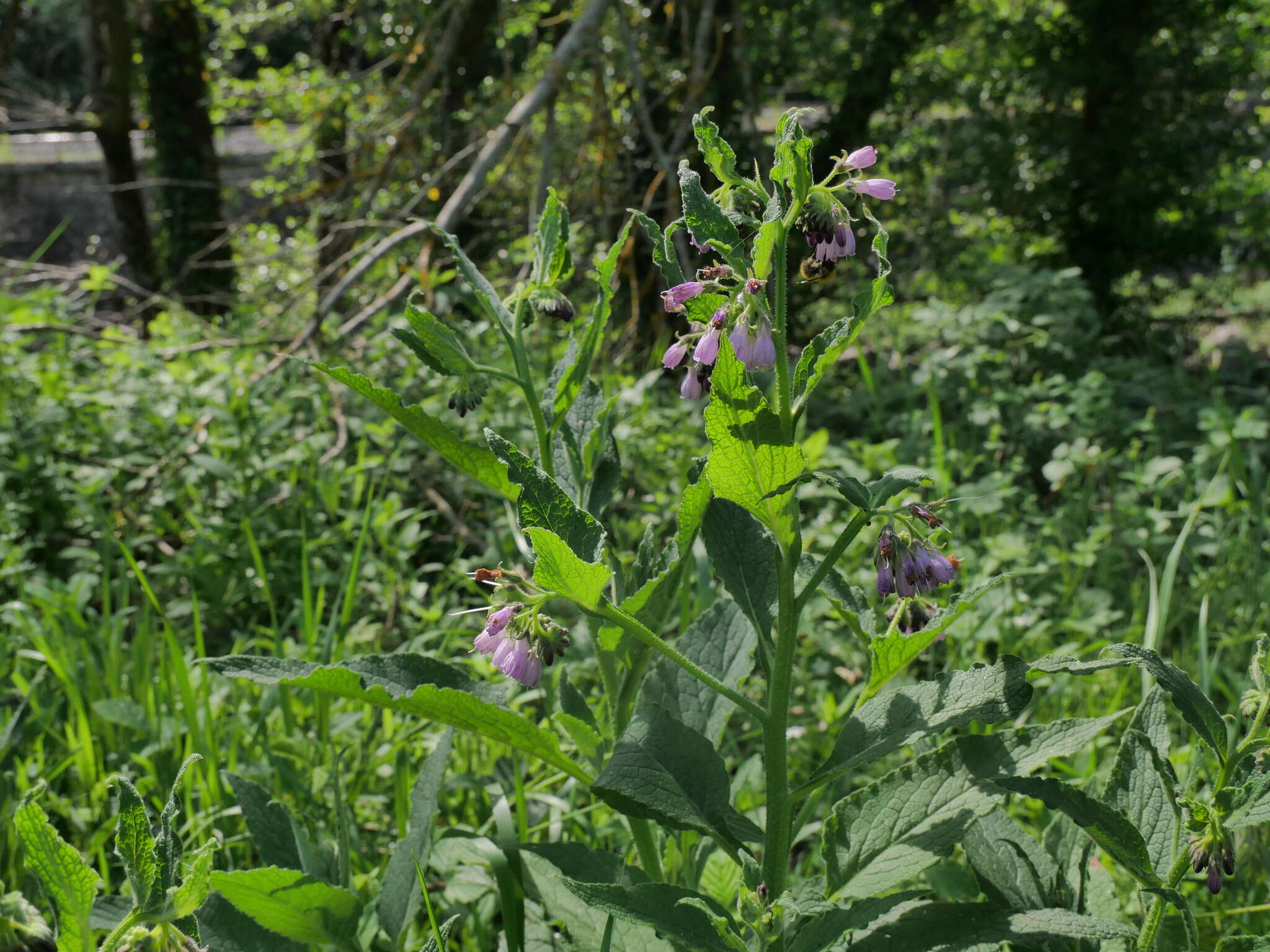 Image of Symphytum officinale subsp. officinale