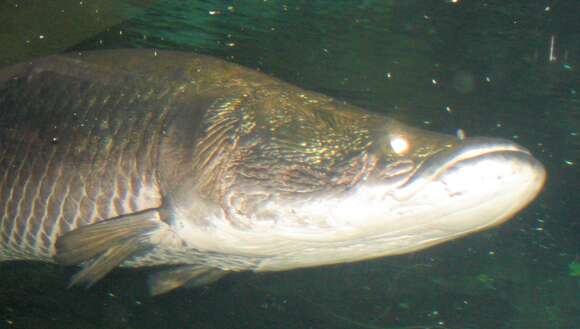 Image of Arapaima