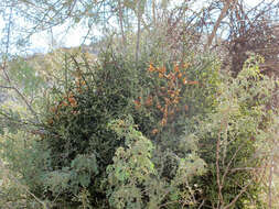 Image of mesquite mistletoe