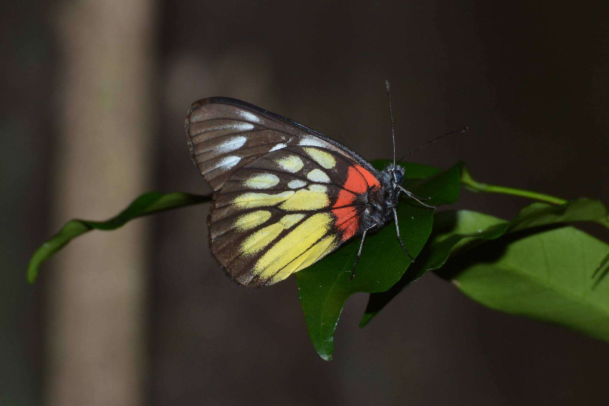 Image of Delias pasithoe (Linnaeus 1758)