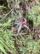 Image of Caladenia harringtoniae Hopper & A. P. Br.