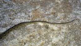 Image of Wynad Keelback