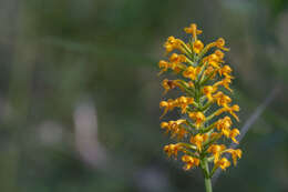 Image de Platanthera cristata (Michx.) Lindl.