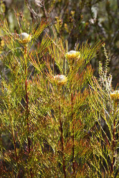 Image of Isopogon anethifolius (Salisb.) Knight