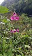 Image of Primula pulverulenta Duthie