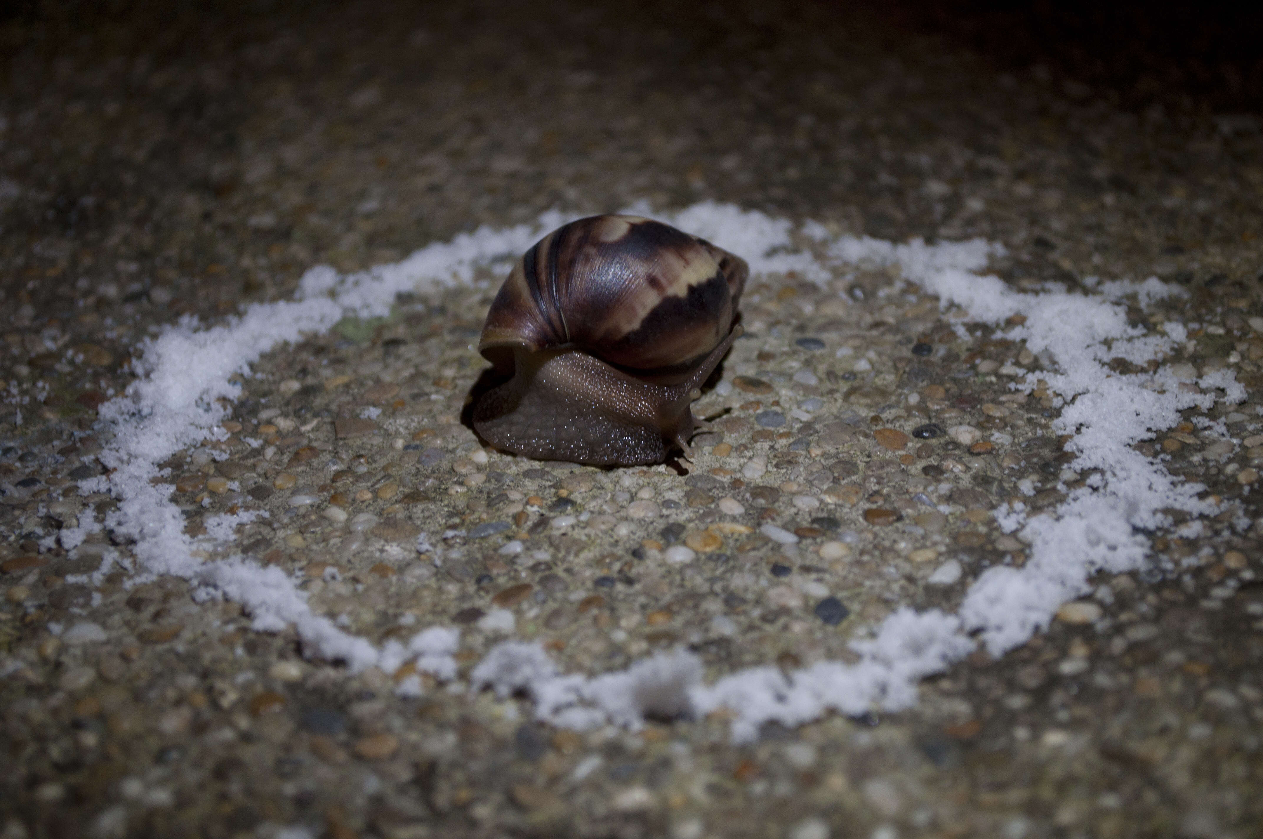 Image of Achatina fulica