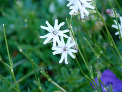 Imagem de Silene ciliata Pourret