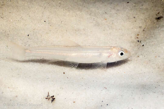 Imagem de Notropis longirostris (Hay 1881)