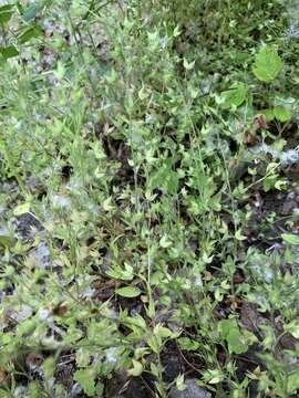 Image of twolobe speedwell