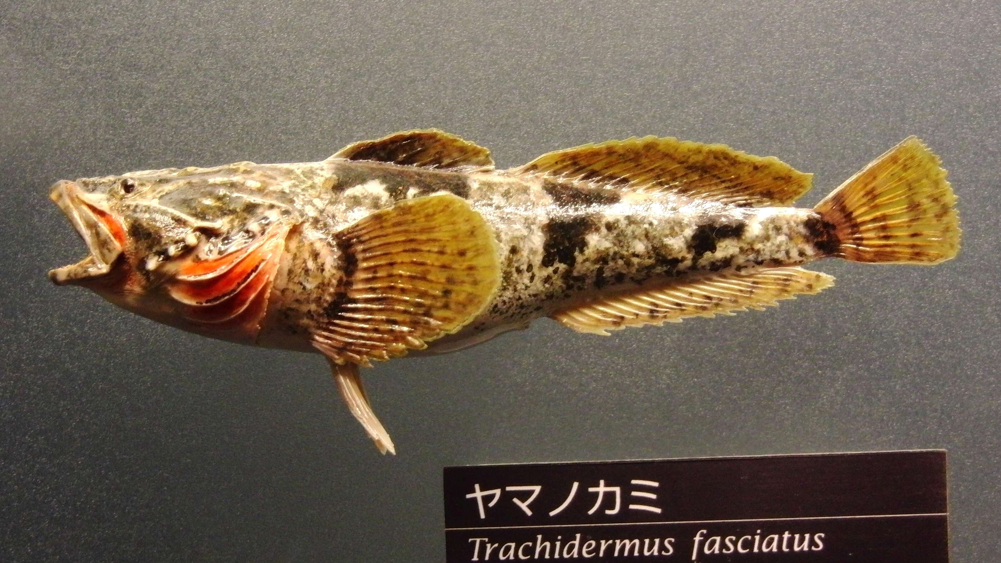 Image of Trachidermus