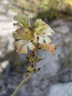 Imagem de Tritoniopsis unguicularis (Lam.) G. J. Lewis