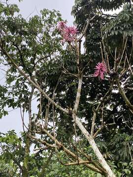 Image of Amazon coral tree