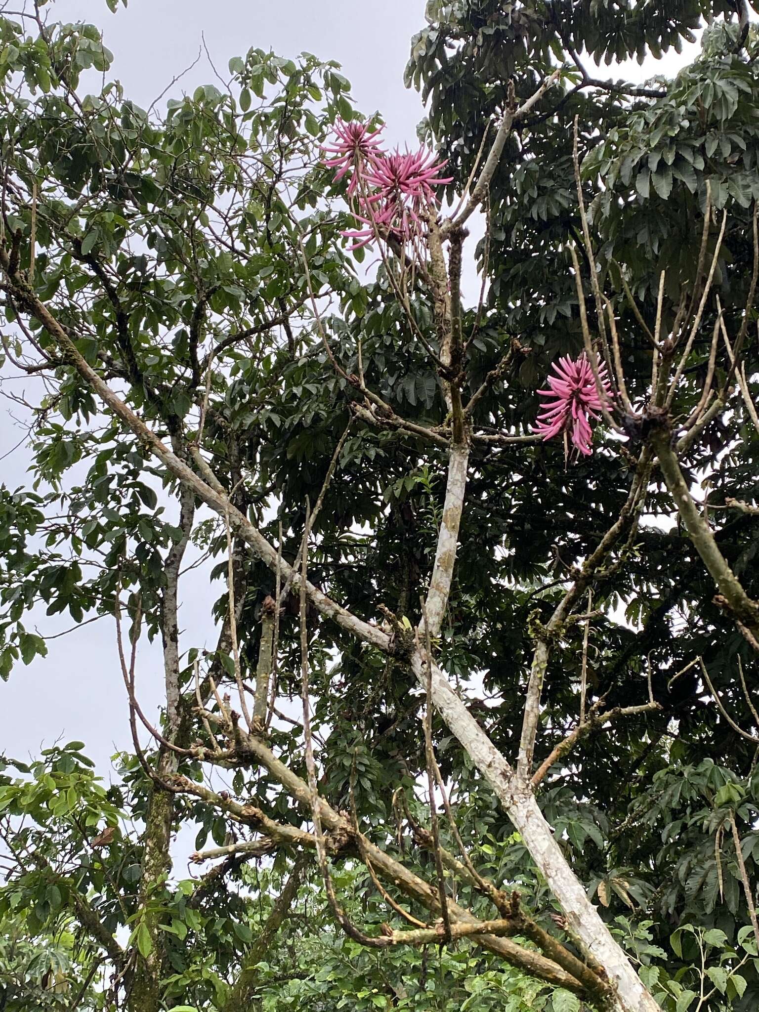 Imagem de Erythrina amazonica Krukoff