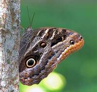 Imagem de Caligo illioneus pampeiro Fruhstorfer 1904