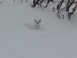 Image of least weasel