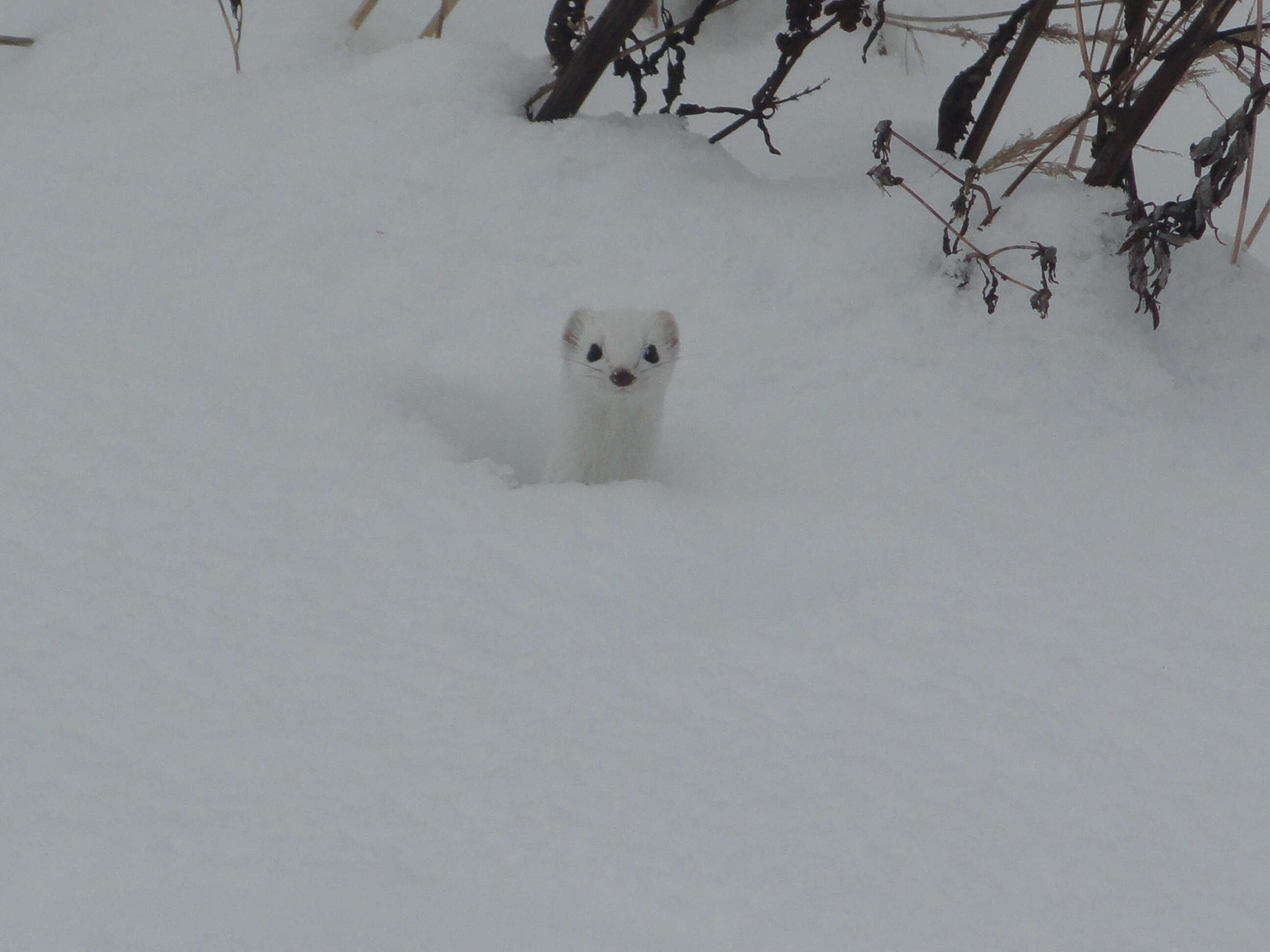 Image of least weasel