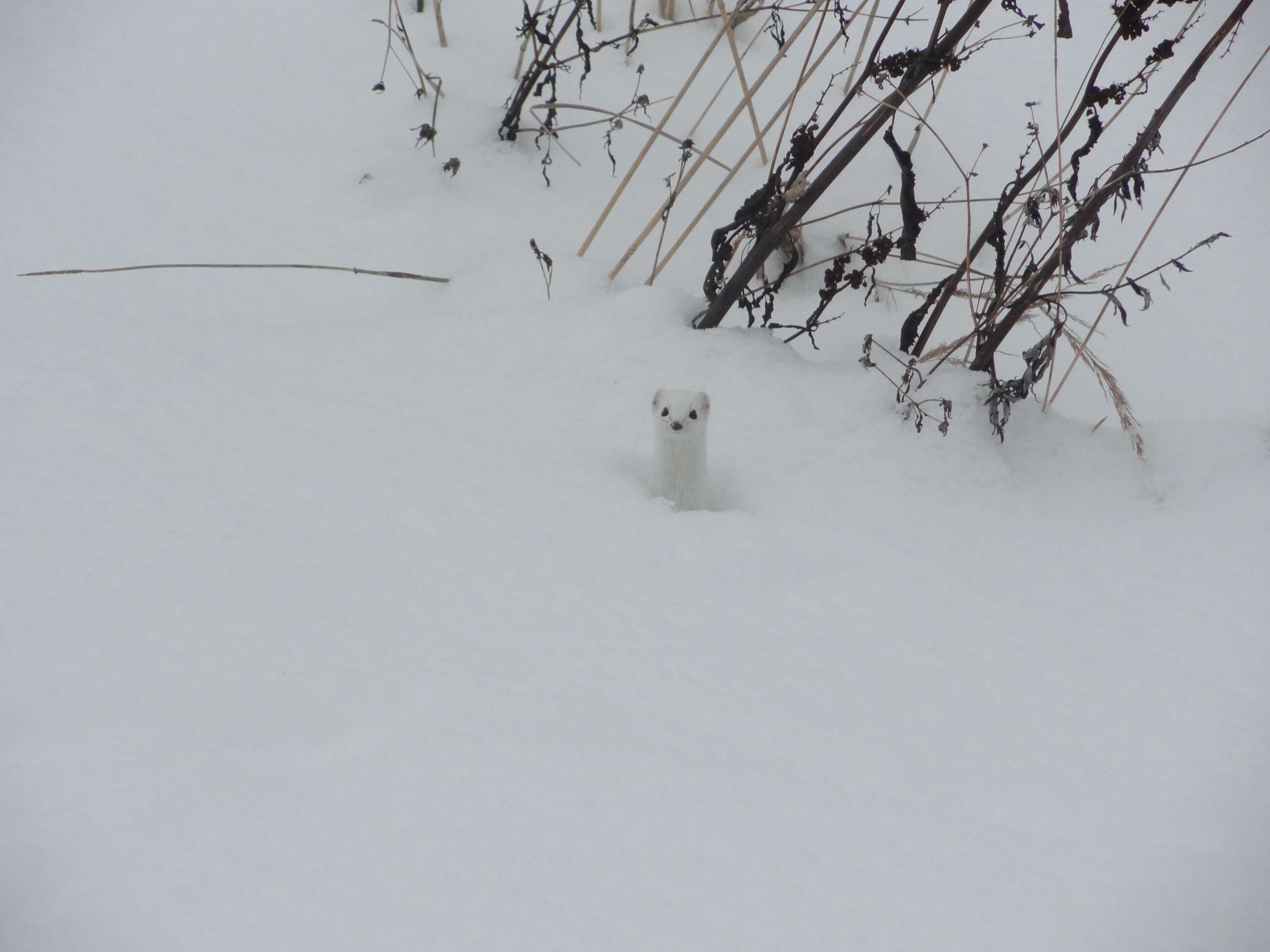 Image of least weasel