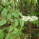 Image of Prunus grayana Maxim.