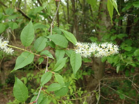 Image of Gray's Bird Cherry