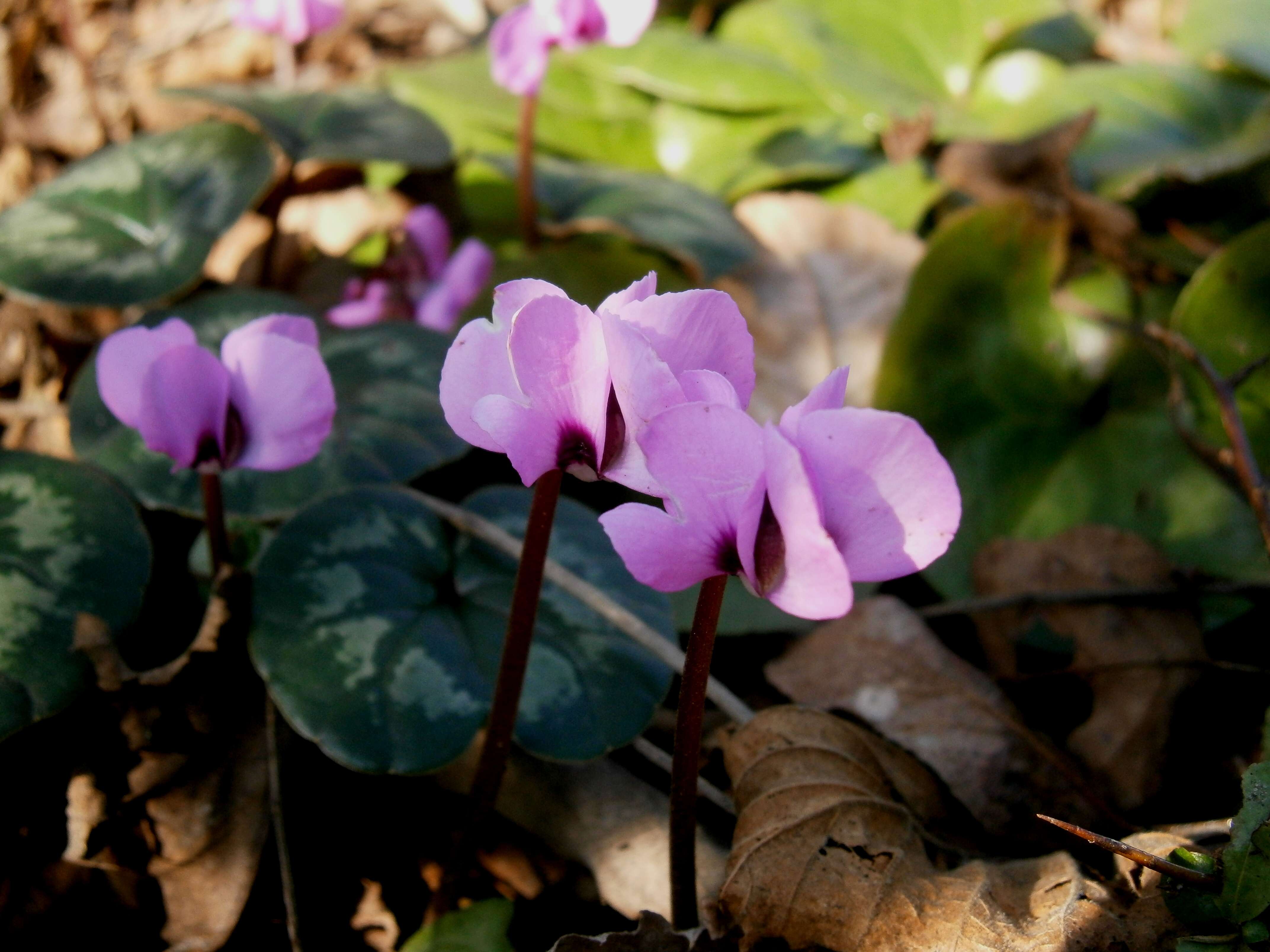 Image of Cyclamen coum Miller