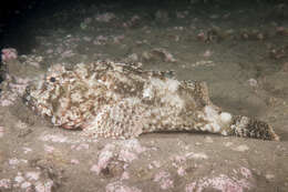 Image of Eastern Red scorpionfish