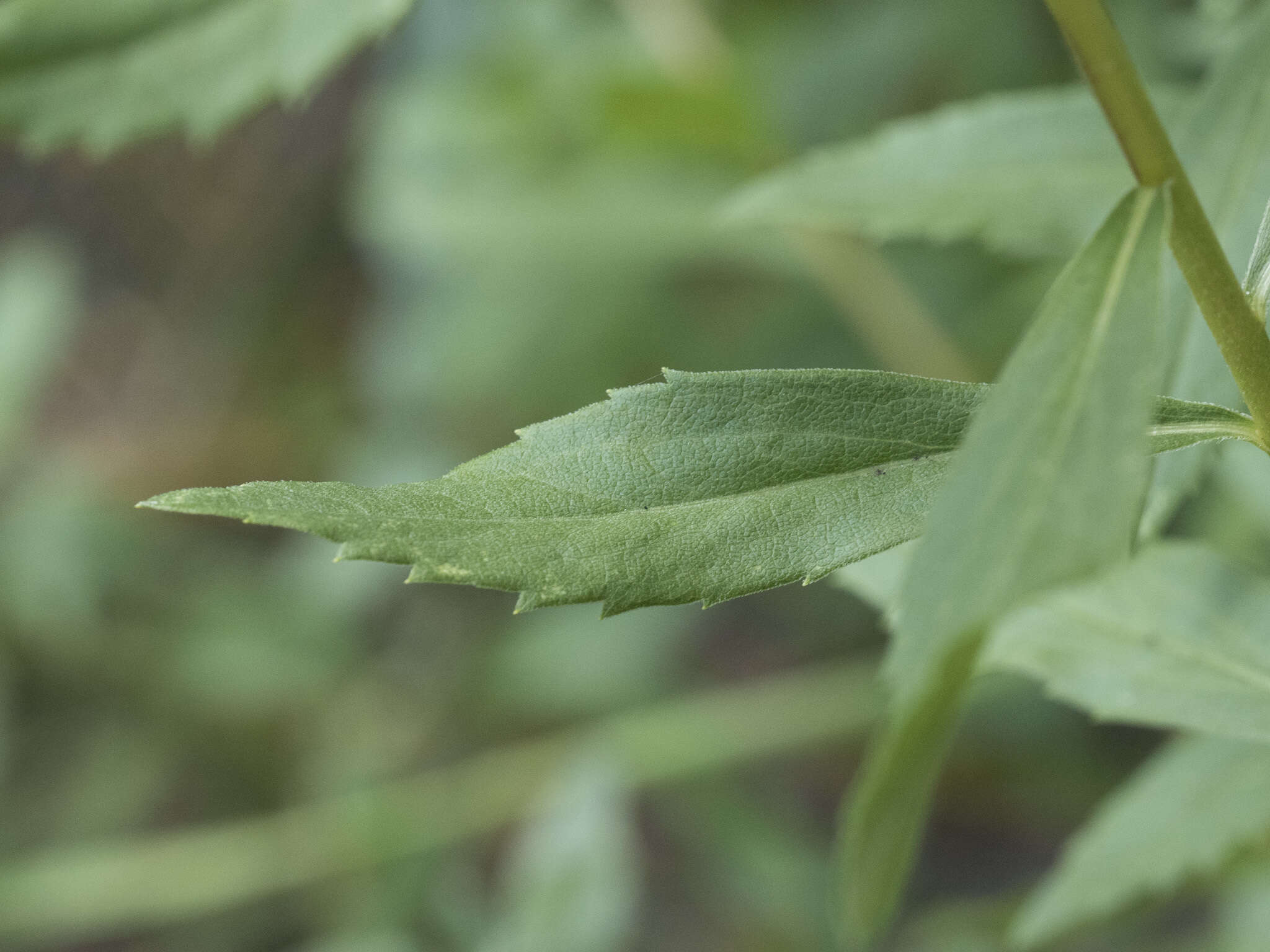 Image of Solidago elongata Nutt.