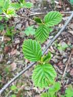 Image of Alnus hirsuta (Spach) Rupr.