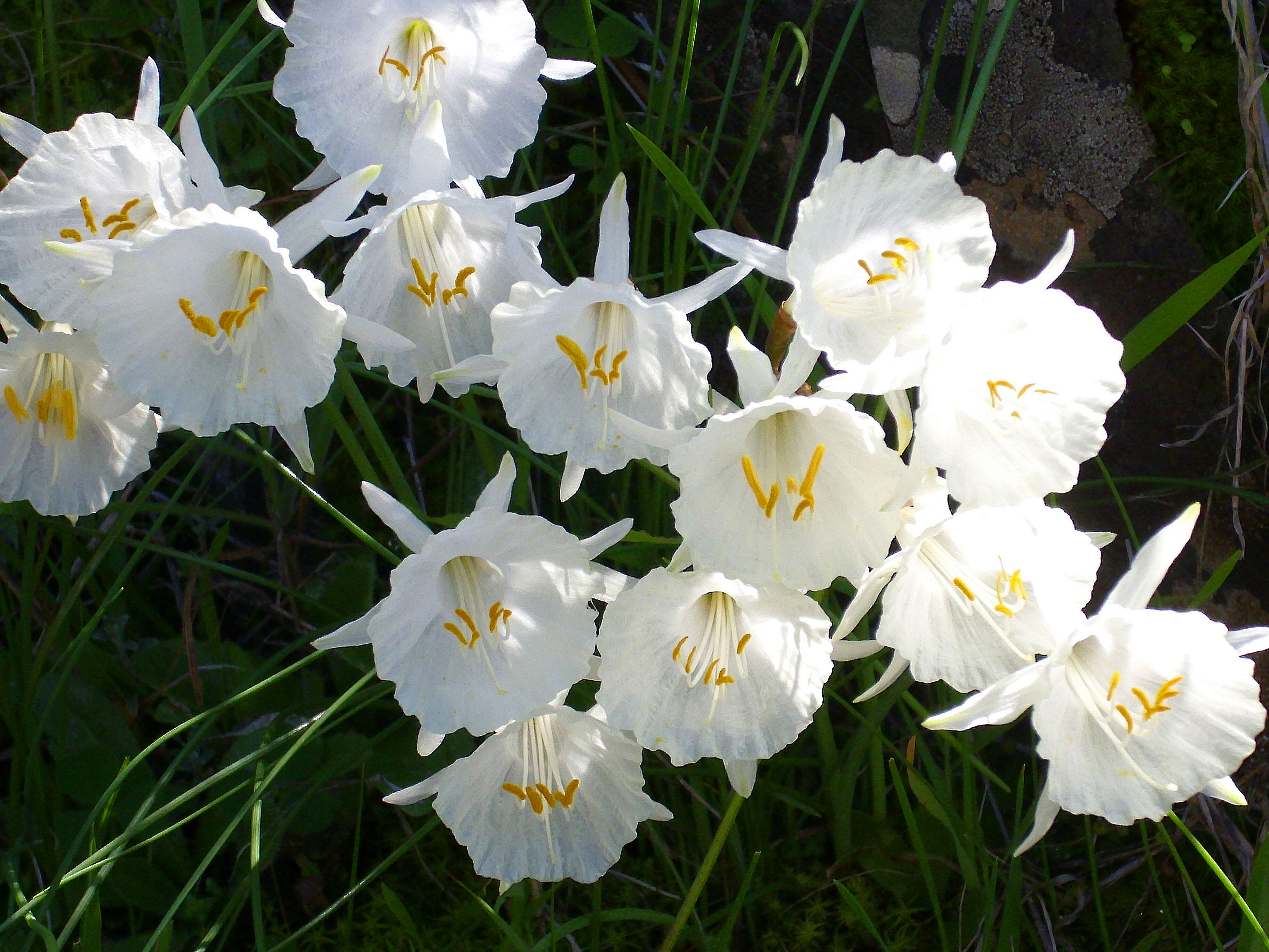 Image de Narcissus cantabricus DC.