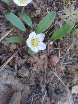 Слика од Hesperochiron pumilus (Griseb.) Porter