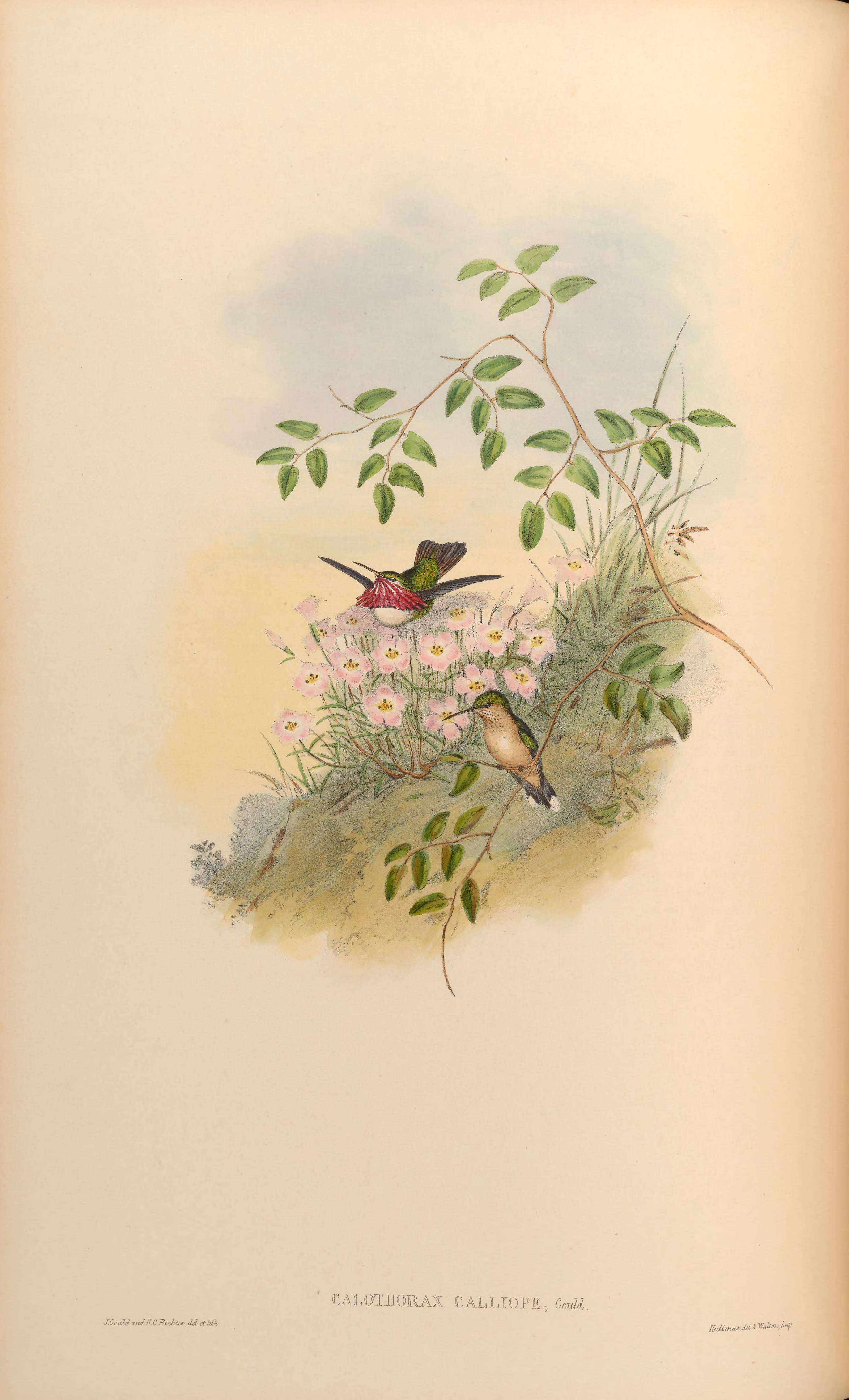 Image of Selasphorus Swainson 1832