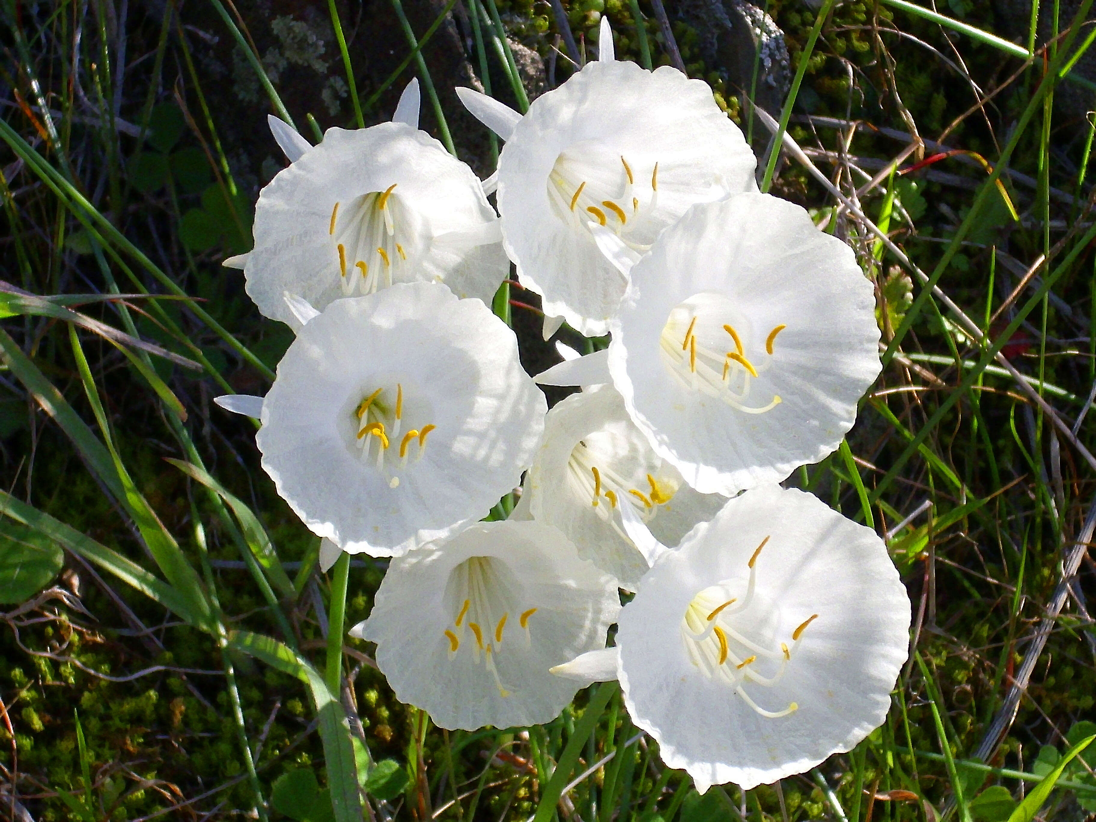 Image de Narcissus cantabricus DC.