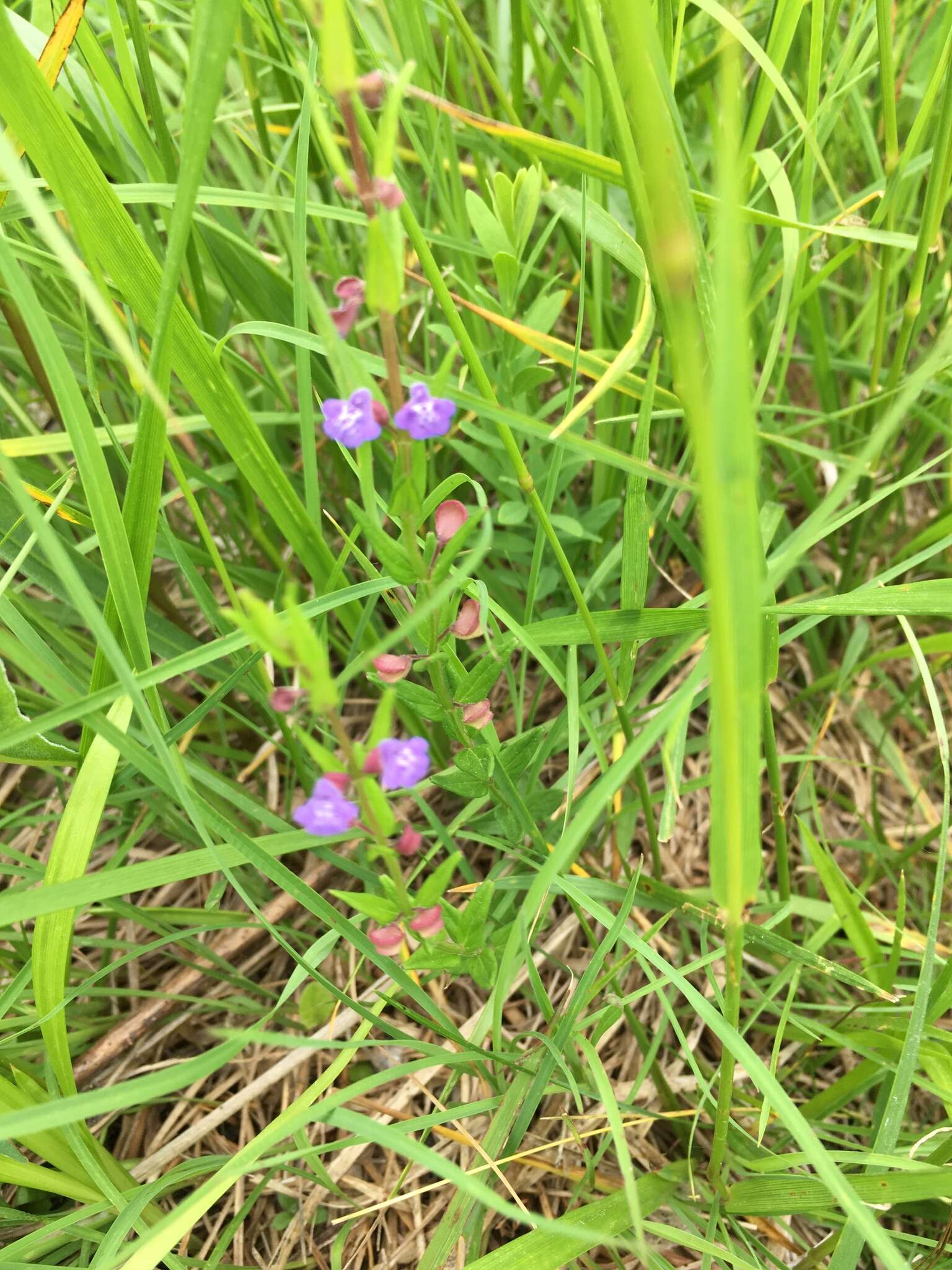 Scutellaria parvula Michx. resmi