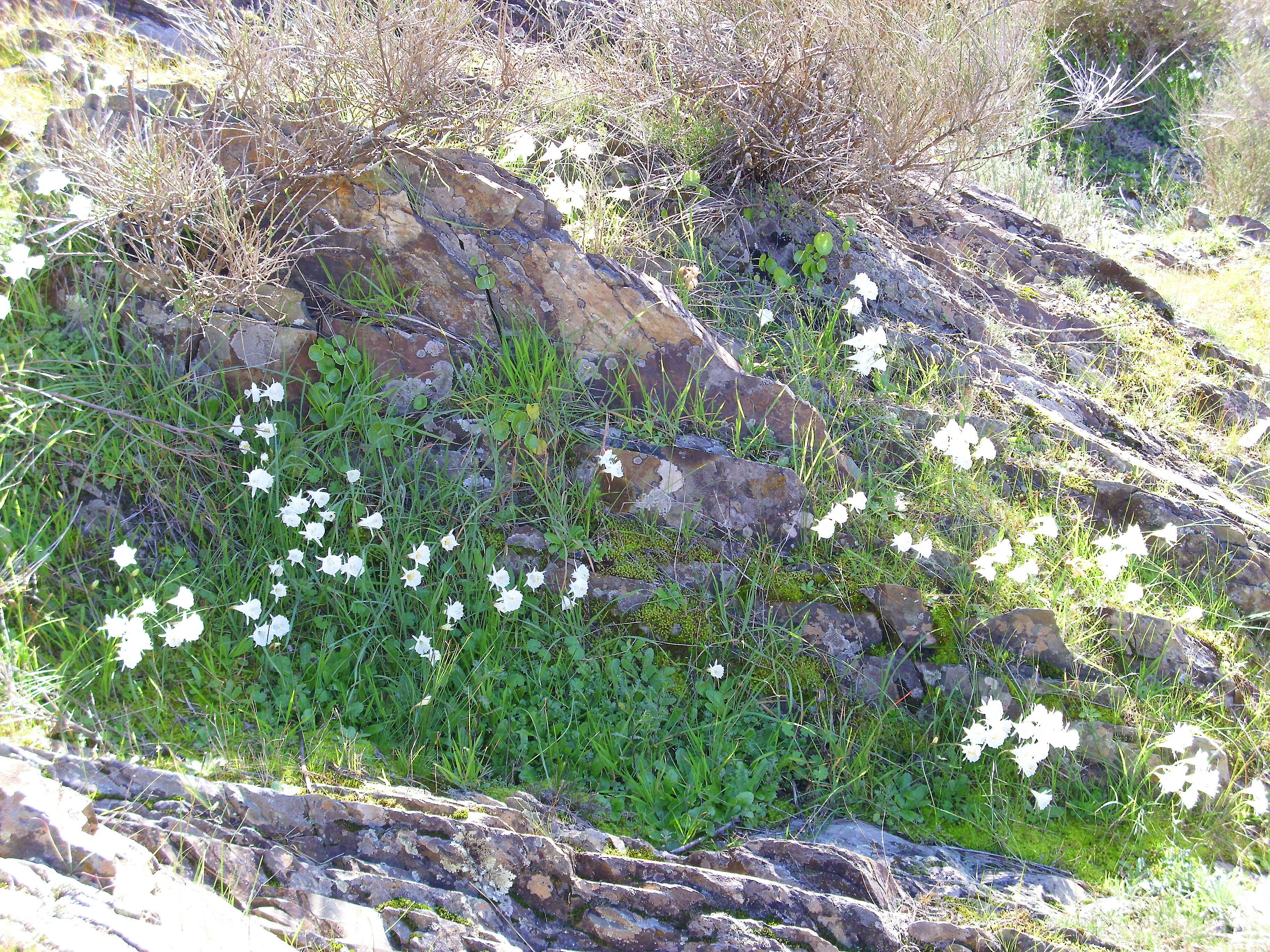 Image de Narcissus cantabricus DC.