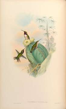 Plancia ëd Calothorax pulcher Gould 1859