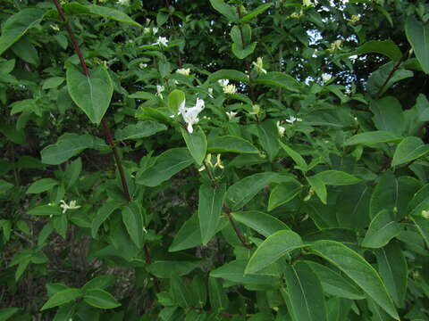 Image of honeysuckle