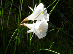 Image de Narcissus cantabricus DC.