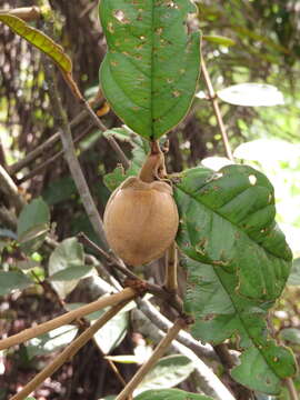 صورة Annona monticola Mart.