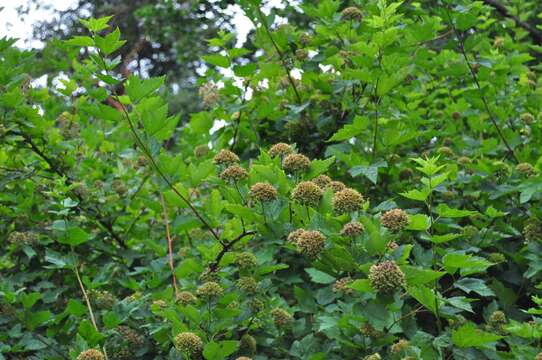 Слика од Physocarpus capitatus (Pursh) Kuntze