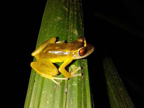 Sivun Pristimantis aureolineatus (Guayasamin, Ron, Cisneros-Heredia, Lamar & McCracken 2006) kuva