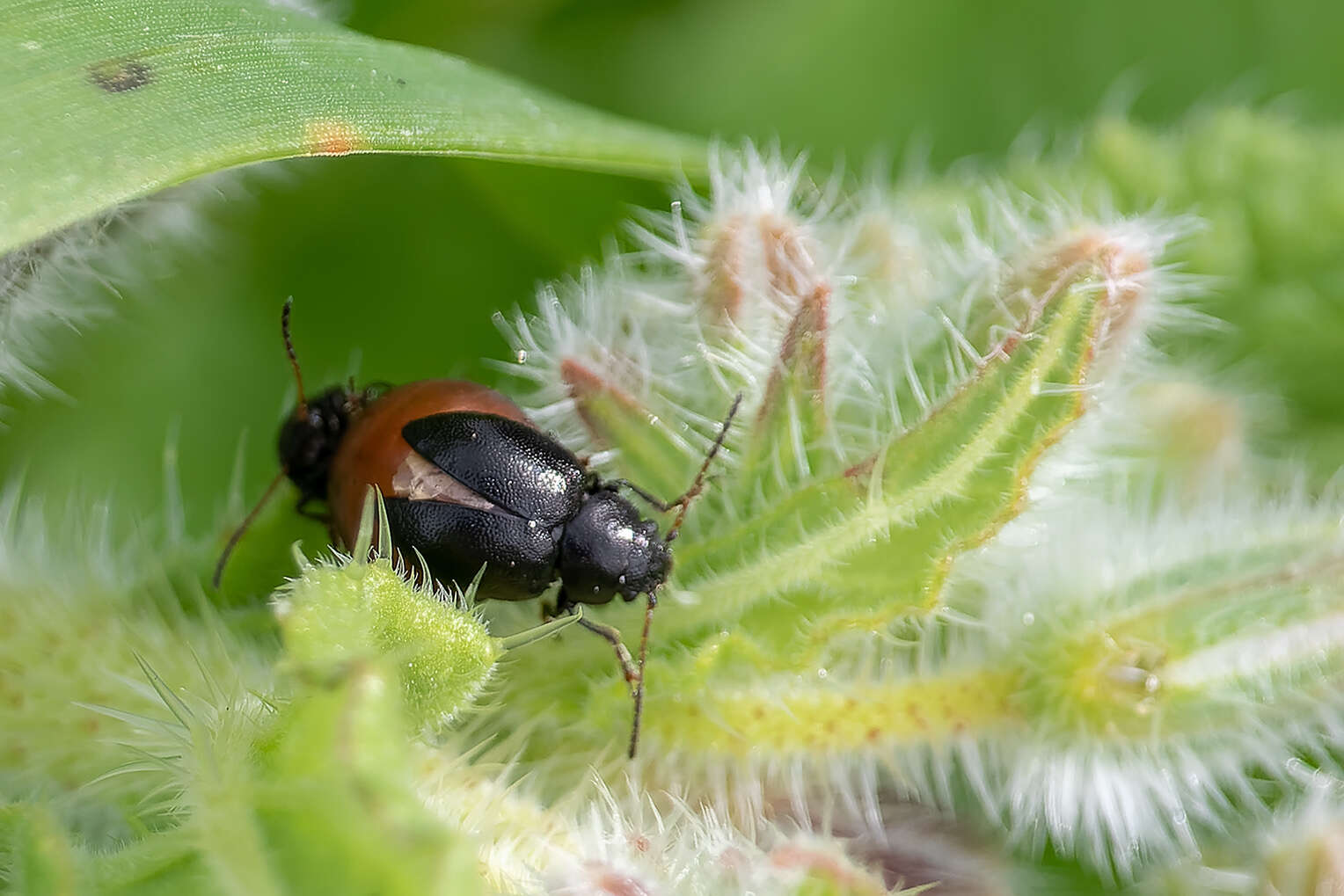 Sivun <i>Colaspidema barbarum</i> kuva