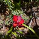 Image of Red Leschenaultia