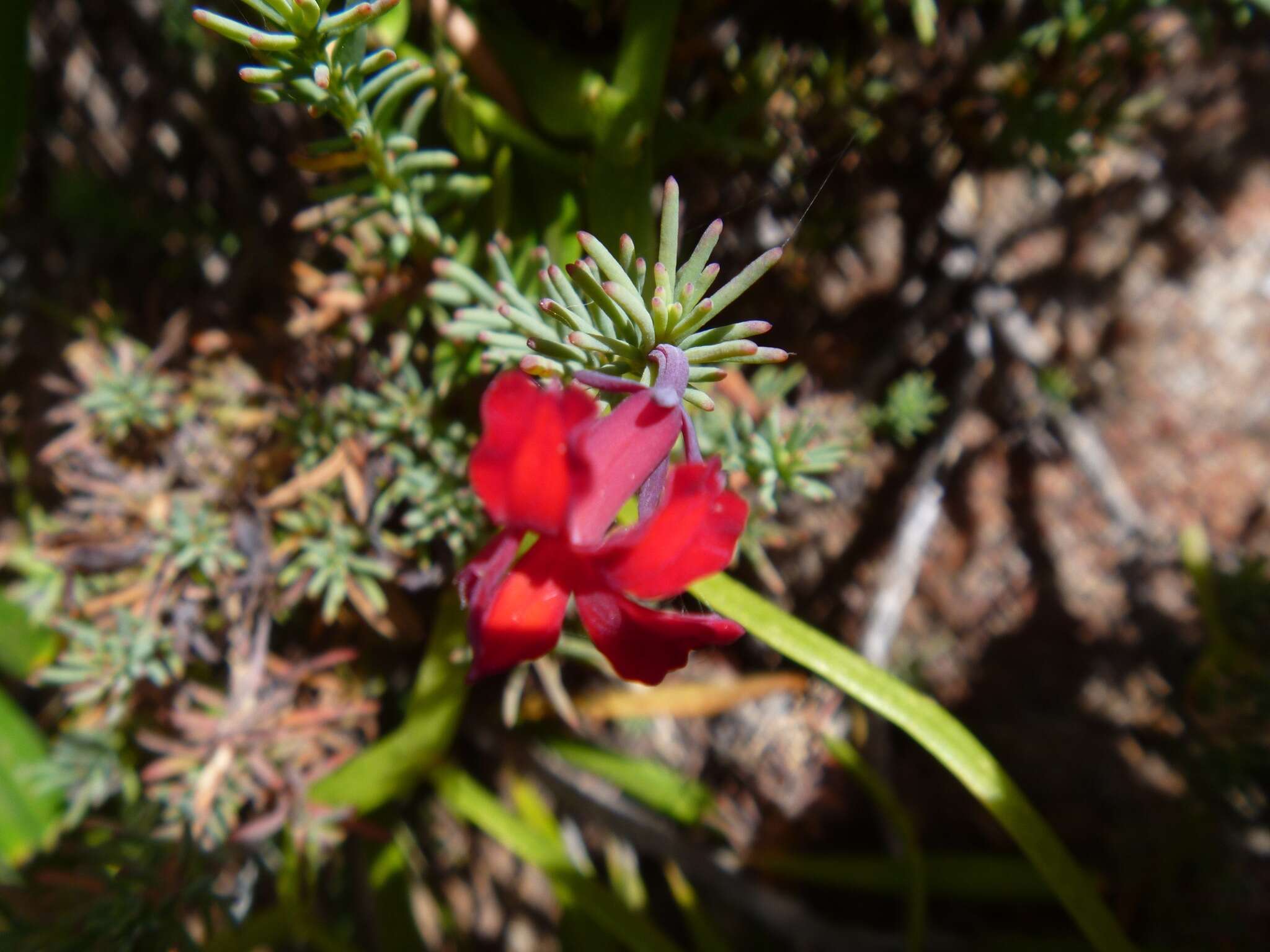 Image of Red Leschenaultia