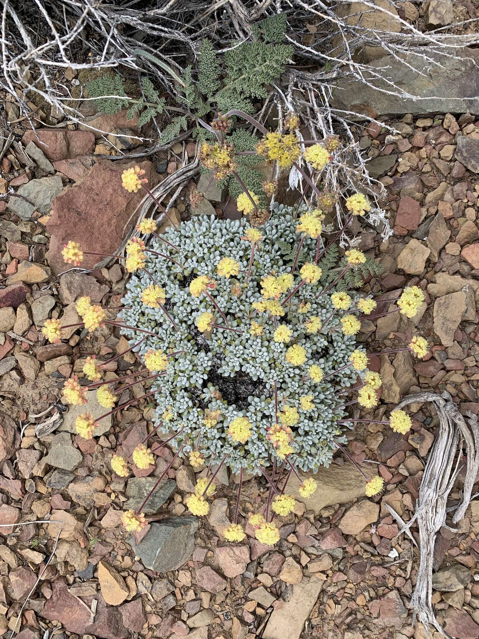 Imagem de Eriogonum caespitosum Nutt.